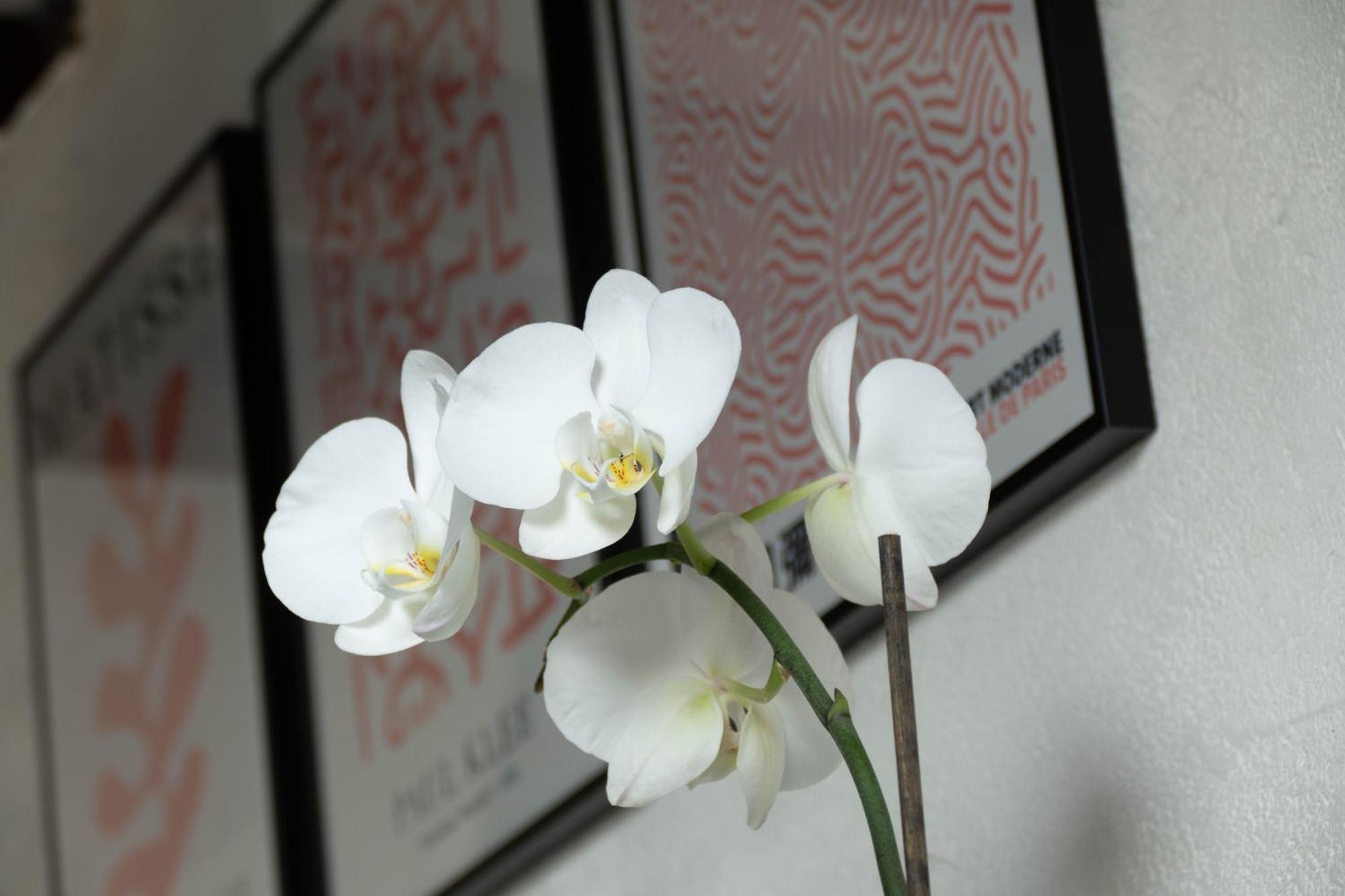Suite Toussaint - Calme & Authentique อองเชร์ ภายนอก รูปภาพ